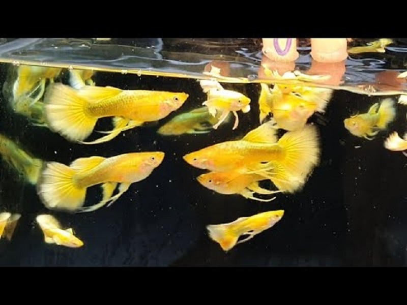 Bán cá bảy màu full gold hcm có giá như thế nào
