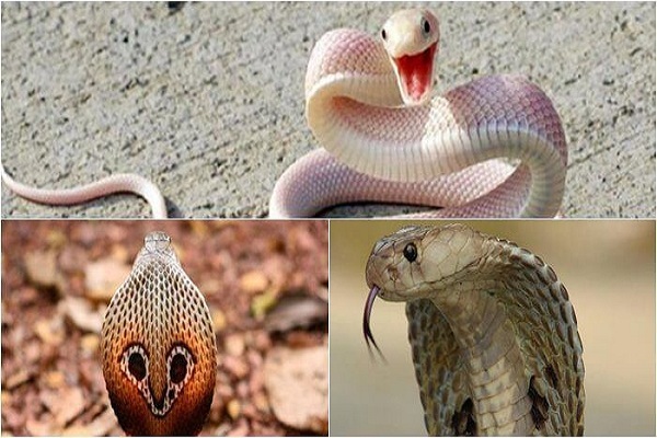 Nằm mơ thấy rắn là điềm gì – Giải mã giấc mơ thấy rắn là điềm gì