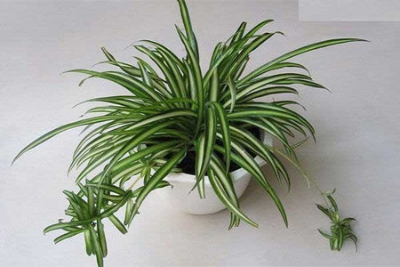 [Tư Vấn] Tuổi Mão nên trồng cây gì là tốt